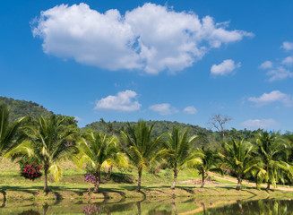 Fototapeta na wymiar Coconut plantations fringe marshes in the blue sky.
