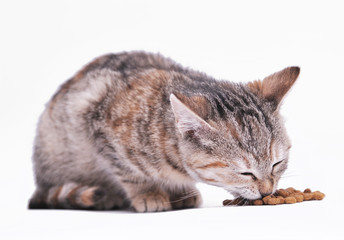 Cute grey cat eats food on white background
