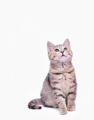 Fototapeta na wymiar Cute gray kitten isolated on white background