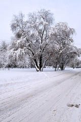 The winter road passes next to the tree.