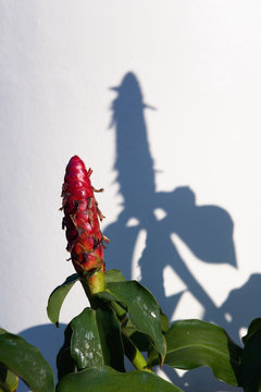 A flower in the form of a phallus.