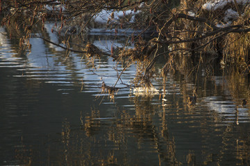 Sun shines through branches on a stream