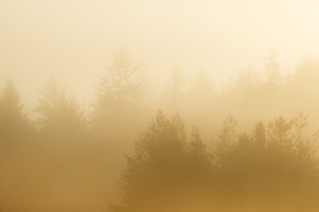 Fototapeta na wymiar Shadowed silhouettes of evergreen conifer trees in the dawn light