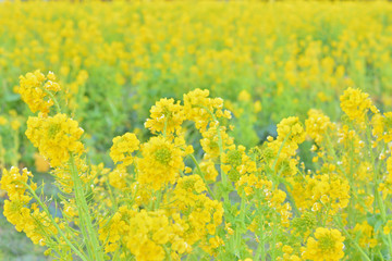 Fototapeta premium 菜の花 