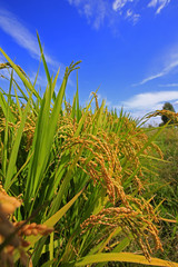 The autumn rice fields