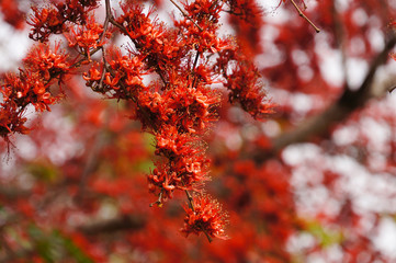 Beautiful Monkey Flower Tree or Fire of Pakistan in Thailand.