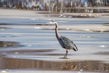 Great blue heron standing on edge of thin ice in the pond