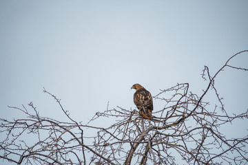 a hawk resting on top of tree branches in a winter morning