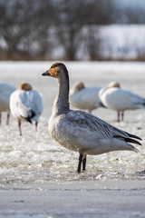 snow goose on snow in the morning