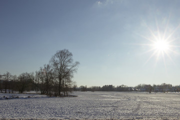 Tree on the bank of a small stream