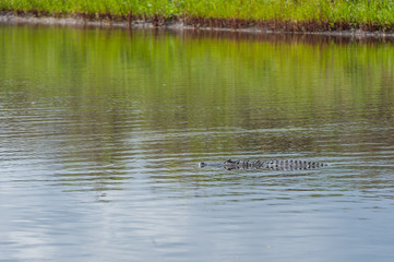 Alligators in the river