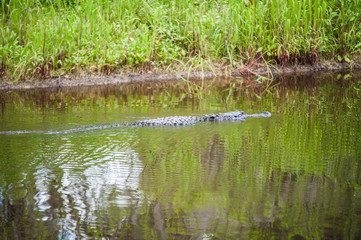 Alligator in the river