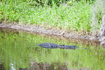 Alligator in the river