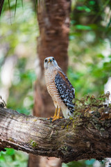 Peregrine Falcon