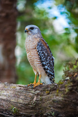 Peregrine Falcon