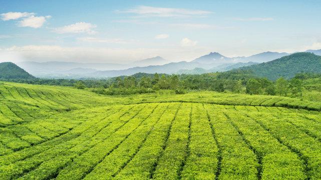 Beautiful Tea Plantation At Morning Misty