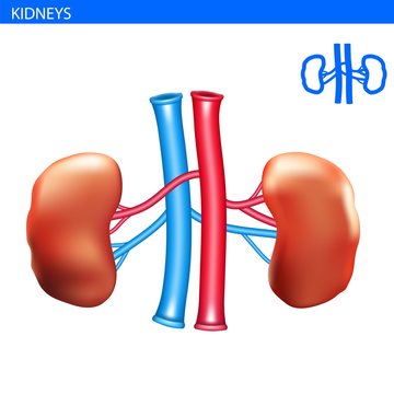 Human kidneys anatomy realistic illustration front view in detail. kidneys exercise. Right and left kidneys with arteria 3D illustration style. Healthy lung. Urinary system.