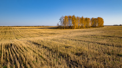 birch with yellow leaves in autumn on the field