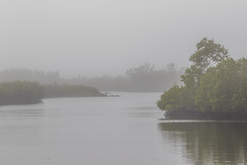 Mangroves in Fog