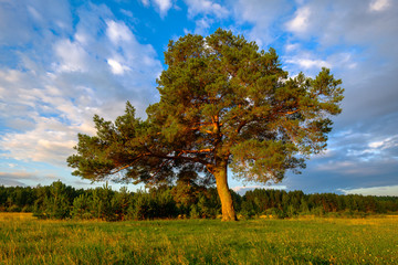 lonely tree at sunset in summer. huge branchy pine tree in a clear field against a cloudy blue sky