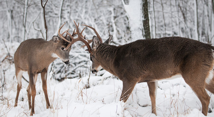 White tail deer (Odocoileus virginianus)