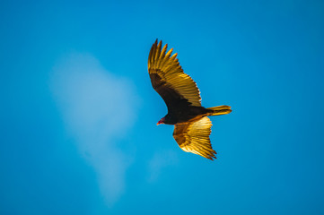 Buzzard soaring