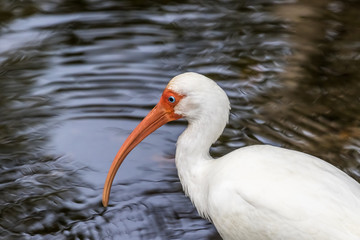 White Ibis