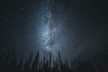 Milky Way above the trees