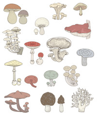 Illustration of mushroom set