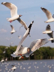Seagulls in mangrove forest reserve bangpoo Thailand
