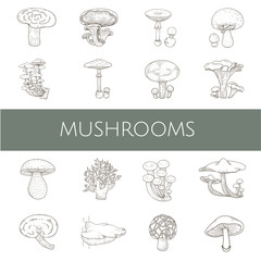 Illustration of mushroom set