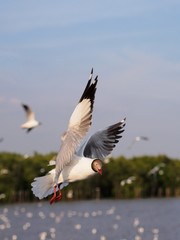 Seagulls in mangrove forest reserve bangpoo Thailand