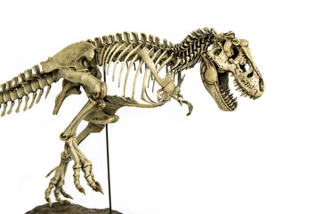 Fototapeta na wymiar Skeleton Famous Dinosaurs of Cretaceous Tyrannosaurus Rex ( t-rex ) isolated on white background.