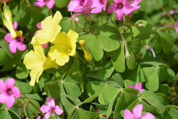 Petunias in The Flower Garden