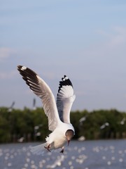 Seagulls in mangrove forest reserve bangpoo Thailand