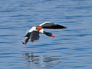 Common shelduck (Tadorna tadorna)