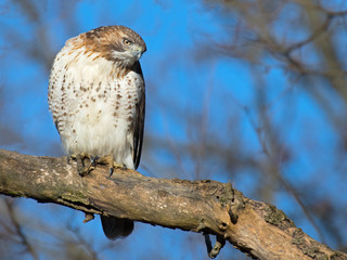 Red-tailed Hawk in Tree
