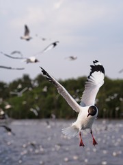 Seagulls in mangrove forest reserve bangpoo Thailand