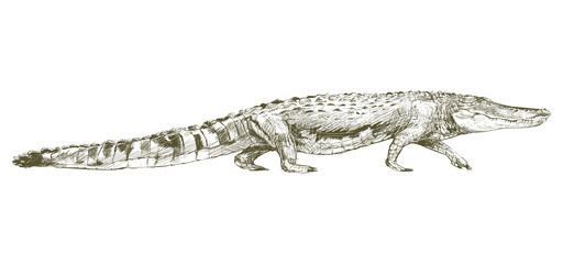 Naklejka premium Illustration of alligator