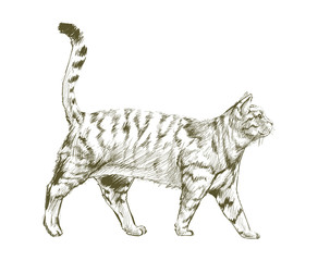 Illustration drawing style of cat