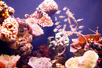 Reef tank, marine aquarium. Blue aquarium full of plants. Tank filled with water for keeping live underwater animals