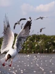 Seagulls in mangrove forest reserve bangpoo Thailand