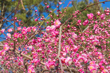 ピンクのしだれ梅