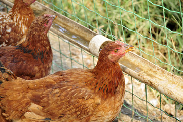 In the courtyard of the chicken