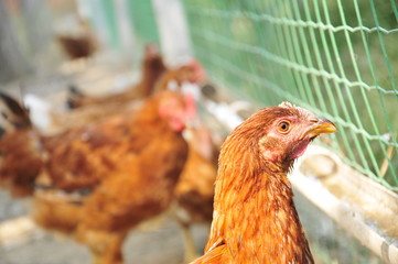 In the courtyard of the chicken