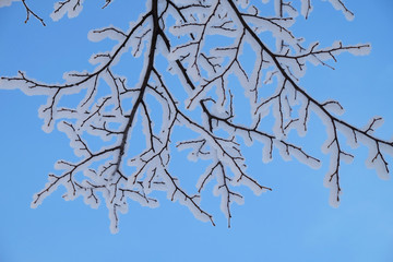 snow-covered tree branch against the blue sky