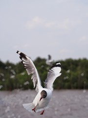 Seagulls in mangrove forest reserve bangpoo Thailand