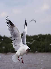 Seagulls in mangrove forest reserve bangpoo Thailand