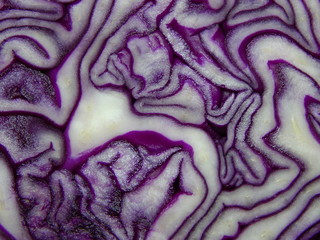 fresh succulent texture of red cabbage in a cut, detail, close-up, close-up, top view, gradient, white, purple, natural raw food, beautiful backdrop