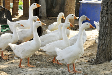 The yard white goose
